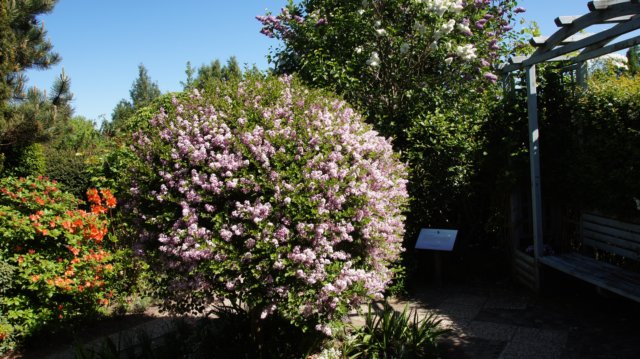 dsc05094.jpg