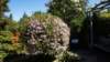 dsc05094_small.jpg