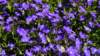 dsc05111_small.jpg