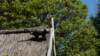 dsc05137_small.jpg